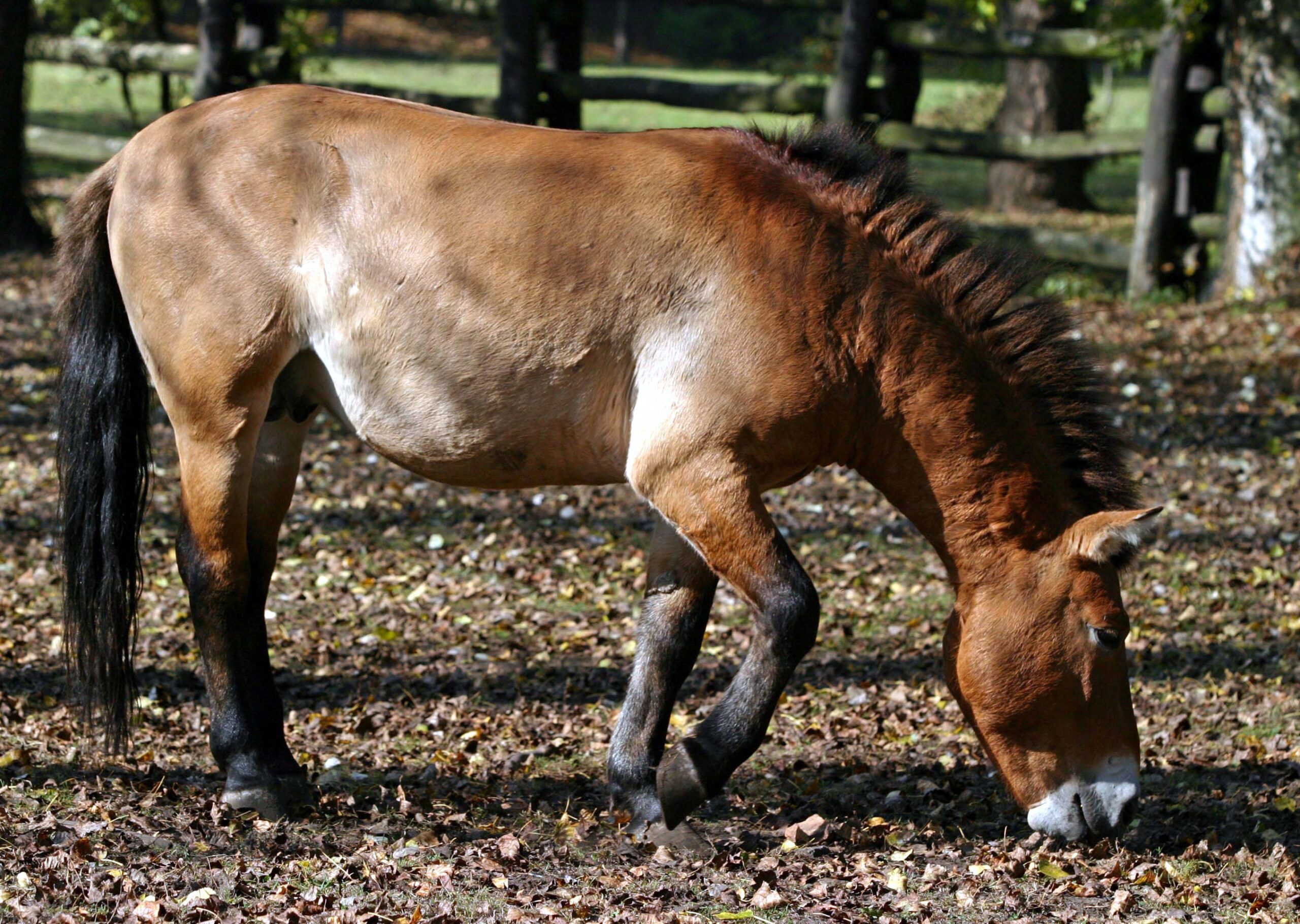 koń, sklonowany koń