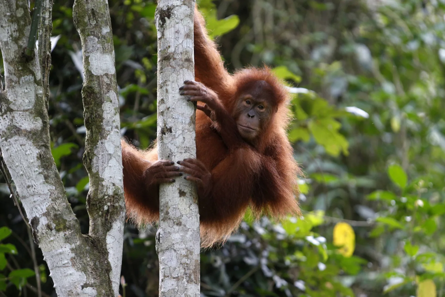 orangutany